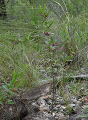 Dodonaea lanceolata