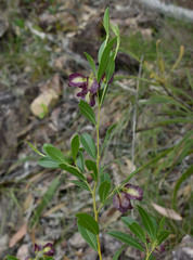 Dodonaea lanceolata