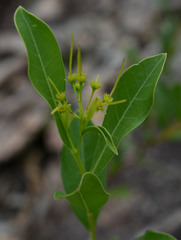 Dodonaea lanceolata