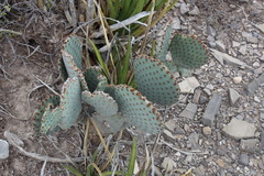 Opuntia microdasys