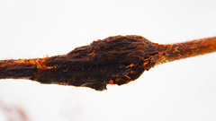 Neolasioptera nodulosa