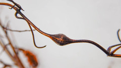 Neolasioptera clematidis