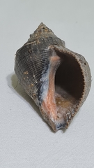 Stramonita brasiliensis