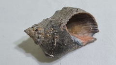 Stramonita brasiliensis