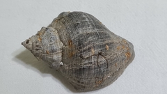 Stramonita brasiliensis