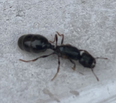 Formicidae