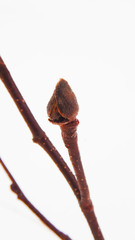 Dasineura serrulatae