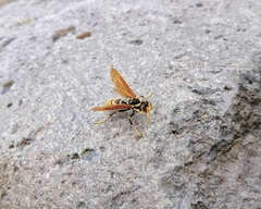 Polistes xanthogaster