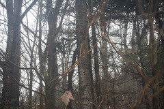 Aurantioporthe corni