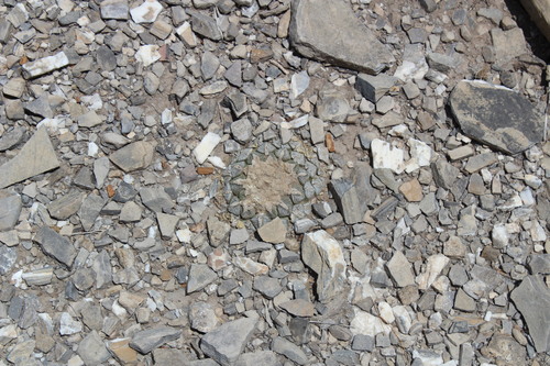 Ariocarpus fissuratus