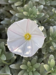 Convolvulus cneorum
