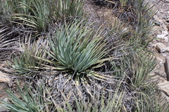 Agave striata