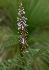 Indigofera pratensis