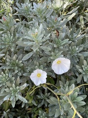 Convolvulus cneorum