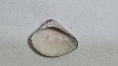 Anomalocardia flexuosa