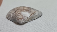 Anomalocardia flexuosa