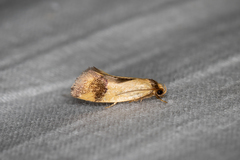Olbonoma triptycha