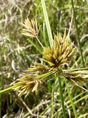 Cyperus polystachyos image