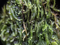 Odontoschisma sphagni