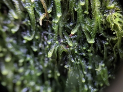 Odontoschisma sphagni