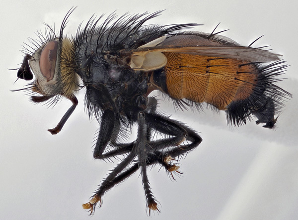 Nowickia reducta