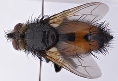 Nowickia reducta