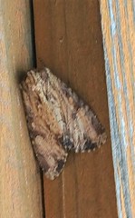 Apamea lignicolora