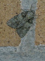 Acronicta increta