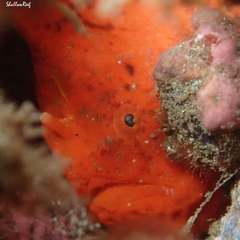 Antennatus tuberosus