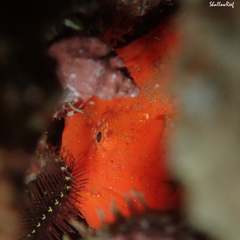 Antennatus tuberosus
