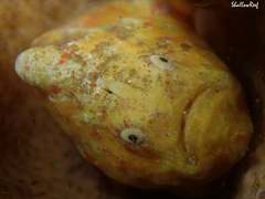Antennatus tuberosus
