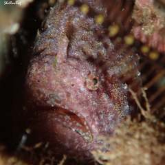 Antennatus tuberosus