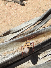 Probergrothius angolensis