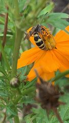 Dielis plumipes