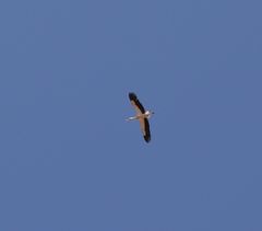 Ciconia ciconia
