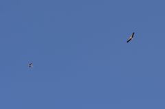 Ciconia ciconia
