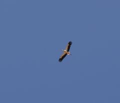 Ciconia ciconia