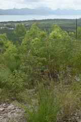 Indigofera pratensis