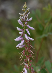 Indigofera pratensis