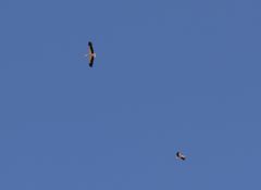 Ciconia ciconia