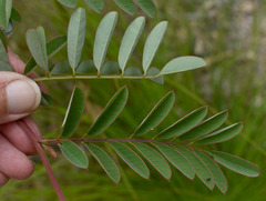 Indigofera pratensis