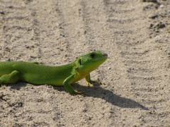 Lacerta trilineata