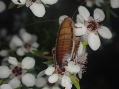 Drymaplaneta heydeniana