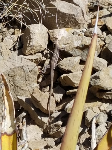 Chihuahuan Spotted Whiptail