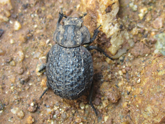 Polynoncus bullatus