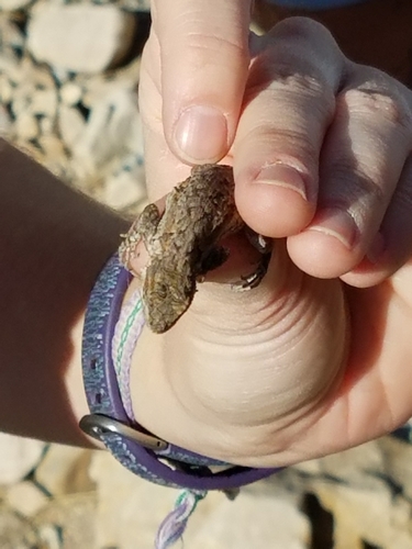 Ornate Tree Lizard