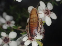 Drymaplaneta heydeniana