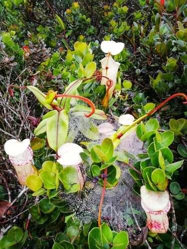 Nepenthes sericea Golos, Wistuba, G.Lim, Mey, S.McPherson & A.S.Rob. 2