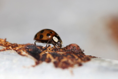 Harmonia axyridis