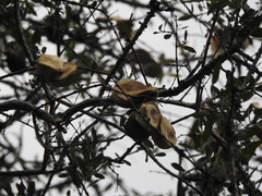 Aspidosperma triternatum